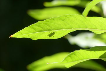 Schatten einer Mauerbiene durch Blatt