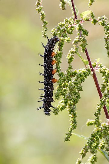 Raupe des Tagpfauenauges auf Brennessel