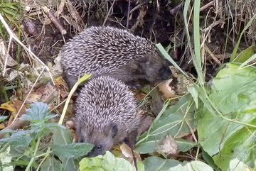 2 kleine Igel
