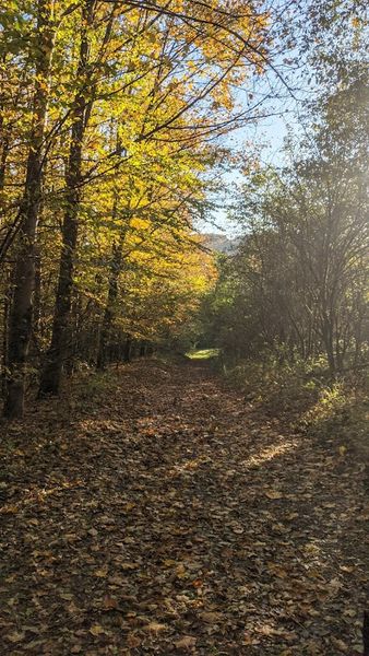 Herbstlicher Waldweg