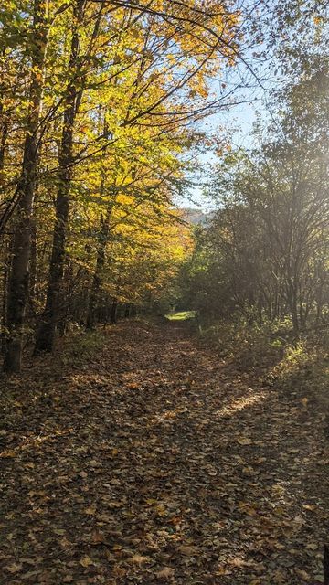 Herbstlicher Waldweg